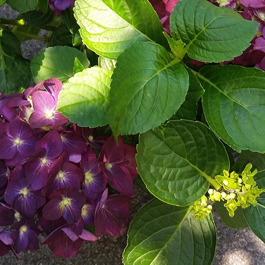 Hydrangea 'Deep Purple Dance'