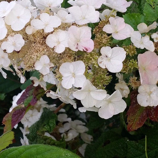 Eichblatt-Hortensie