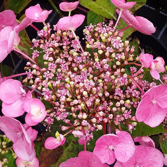 Tellerhortensie in Rosa