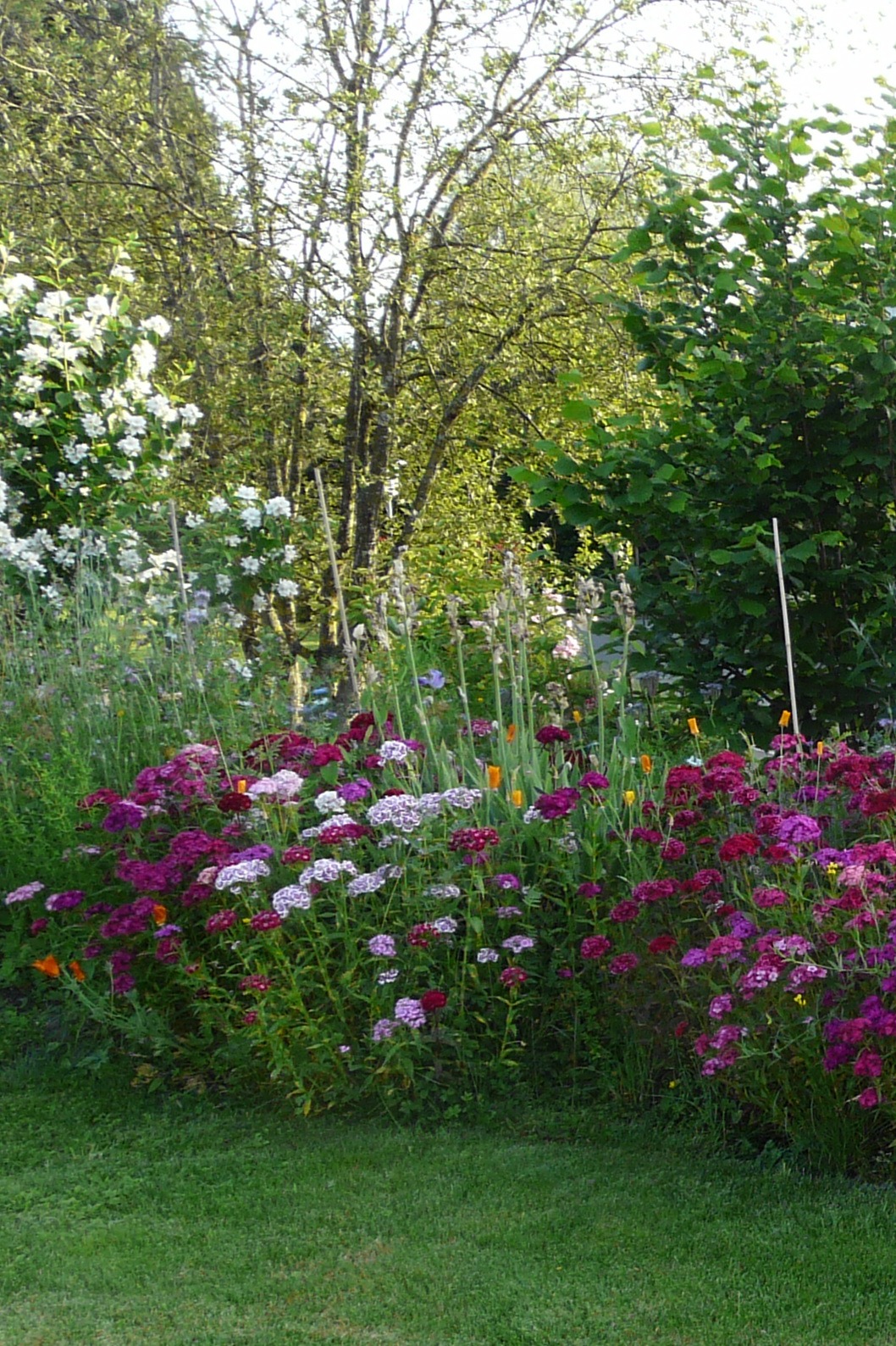 Freiwachsende Hecke